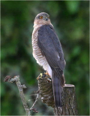 Sparrowhawk with Pray